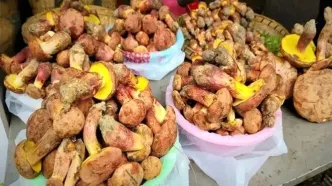 قارچ مرموزی که آدم‌ها را وادار می‌کند «آدمک‌های کوچک» ببینند