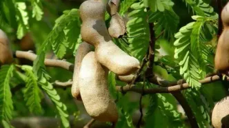 چگونه کشاورزان هزاران کیلوگرم تمرهندی را برداشت می‌کنند؟/ ویدئو