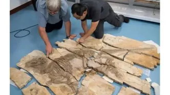 کشف هیولای خاردار ۱۲۵ میلیون ساله در چین