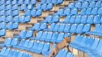 پرسه روباه‌ها روی سکوهای ورزشگاه