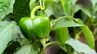 سبزه فلفل دلمه‌ای برای نوروز؛ آموزش ساده و سریع