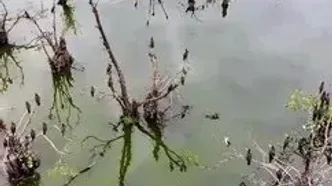 سفر کوتاه به بهشت گیلان؛ آرامش ناب تالاب استیل آستارا