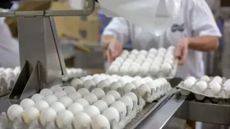ممنوعیت صادرات تخم‌مرغ لغو شد