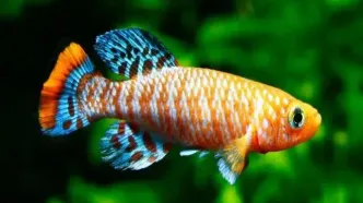 ماهی کوتاه‌عمری که ناجی کلیه انسان‌ها می‌شود