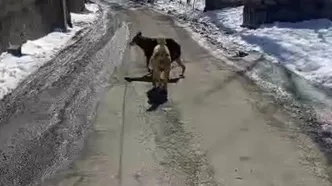 پرسه زدن گرگ در وسط روستای اویزر جاده چالوس!