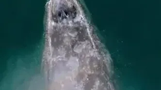 بازدم نهنگ، رنگین‌کمان‌های شگفت‌انگیز ایجاد کرد