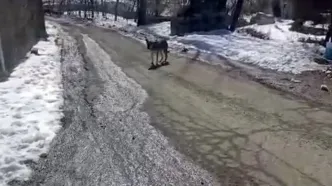 پرسه زدن گرگ در وسط روستای اویزر جاده چالوس!/ویدیو