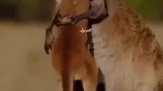 آغوش نجات؛ لحظه عاشقانه کانگورو و بچه‌اش پس از فرار + ویدئو