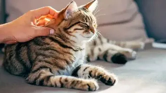 گربه‌ها شاید کلید درمان سرطان در انسان‌ها باشند