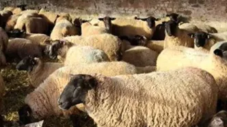 دام زنده ارزان شد/ قیمت جدید چند؟