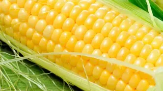 کدام مواد غذایی حاوی بیشترین مقدار قند و نشاسته هستند؟