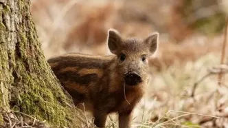 لحظه فرار بچه گراز باهوش از چنگال شیر + فیلم