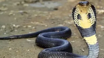 فیلم مستند حیات وحش / ماجرای امروز راز بقا: زنده‌گیری هولناک و نفس‌گیر مار کبری