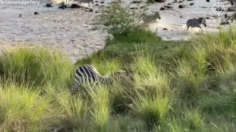 فرار باورنکردنی گورخر با لگدپرانی به صورت شیر