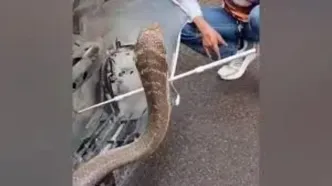 کشف شاه کبرای چهار متری در موتور یک وانت در تایلند/ ویدئو