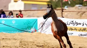 تصاویر؛ شوی اسب‌های فاخر در یزد