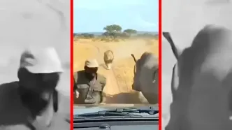 فیلم نجات معجزه آسا از چنگ شیر با کمک کرگدن