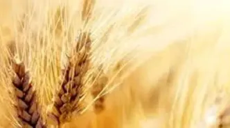 قیمت گندم از این پس بر اساس کیفیت تعیین می‌شود