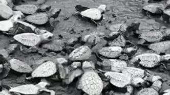 رهاسازی ۵۰۰ لاک‌پشت در معرض خطر در دریا