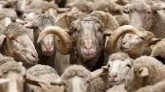 اعلام رسمی قیمت دام زنده در ۱۸ بهمن ۱۴۰۴؛ بررسی تغییرات نرخ گوسفند و گوساله به همراه جدول جزئیات