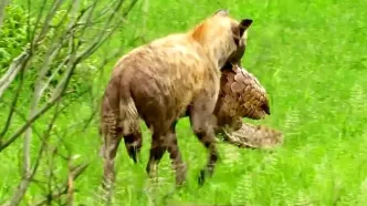 تلاش نافرجام کفتار برای خوردن پنگولین! + فیلم