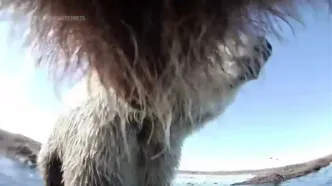 تصاویر نادر زندگی خرس‌های خاکستری آلاسکا از چشم دوربین