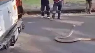 پیدا شدن شاه کبرای ۴ متری در محفظه موتور یک وانت!