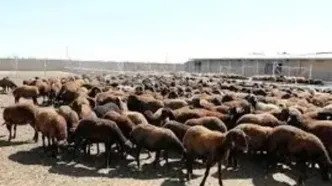 قیمت جدید دام‌زنده شنبه ۲ اسفند ۱۴۰۴