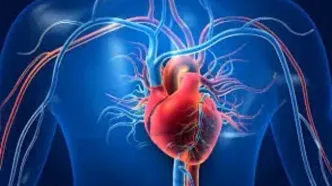 اهمیت سلامت قلب در دوران بارداری !