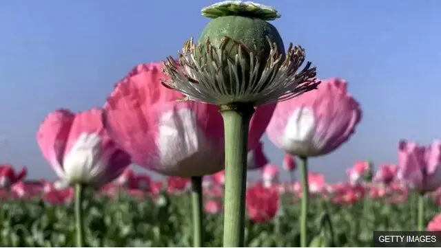 تصویب کشت «شقایق الیفرا» برای تأمین موادمخدر دارویی کشور