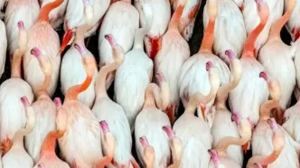 تصاویر؛ پرندگان مهاجر در آغوش میانکاله