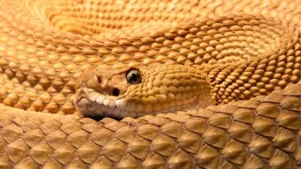 بزرگترین لانۀ مار کجاست؟