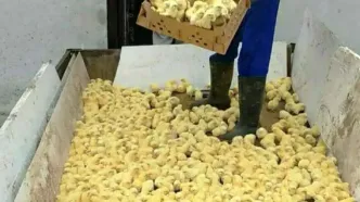 جوجه‌هایی که در چاه ریخته شدند/ بی‌تفاوتی وزارت کشاورزی نسبت به تولیدکنندگان