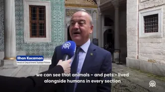 همزیستی مردم و گربه‌ها در استانبول