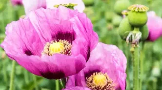 کشت شقایق الیفرا؛ جایگزینی برای تریاک یا تنها تکمیل درمان؟