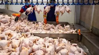 قیمت جدید مرغ ۲۹ بهمن؛ مرغ منجمد کیلویی چند؟