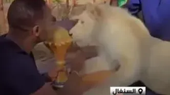 نمایش جام قهرمانی ملت‌های آفریقا مقابل یک شیر سفید