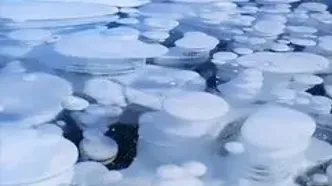 بوم یخ‌زده طبیعت