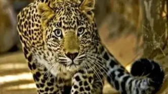 حضور پلنگ در حیاط خانه‌ یک روستایی/ویدیو