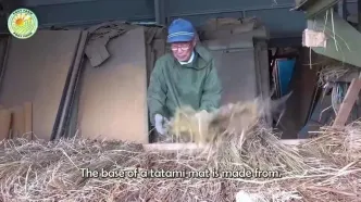 مراحل کاشت و برداشت گیاه ایگوسا و تولید تشک های سنتی با آن در ژاپن