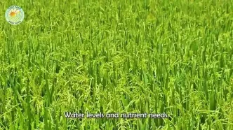 مراحل برداشت و فرآوری هزاران تن برنج در ژاپن