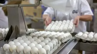 تکان شدید قیمت تخم‌مرغ در بازار