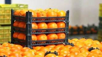 قابلیت خرید میوه تنظیم بازاری با کالابرگ شب عید