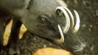 خوک آهو؛ حیوان عجیب و نادری که می تواند خود را زخمی کند/ ویدئو