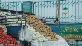سقوط آزاد قیمت سیب زمینی پس از ممنوعیت صادرات