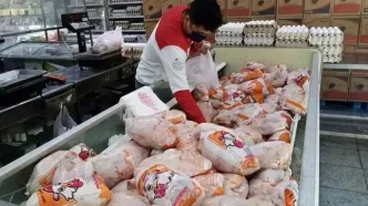 در بازار مرغ هیچ تنشی وجود ندارد