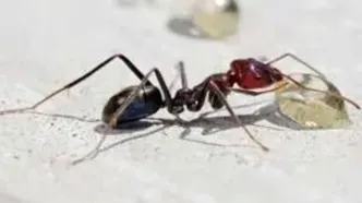 مورچه‌های حیرت‌انگیزی که خود را به مردن می‌زنند