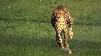 «یوزپلنگ» ترسو شکارش را به «ماده شیر» واگذار کرد/ ویدئو