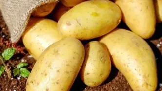 اعلام قیمت سیب‌زمینی؛ هر کیلو ۴۵ تا ۵۰ هزارتومان در میادین