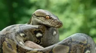 مار پیتون یک سارگپه را اعدام کرد/ ویدئو